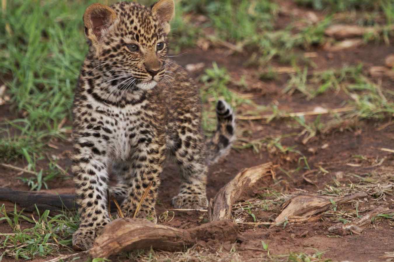 Leopard cub - Serian's Serengeti North Camp