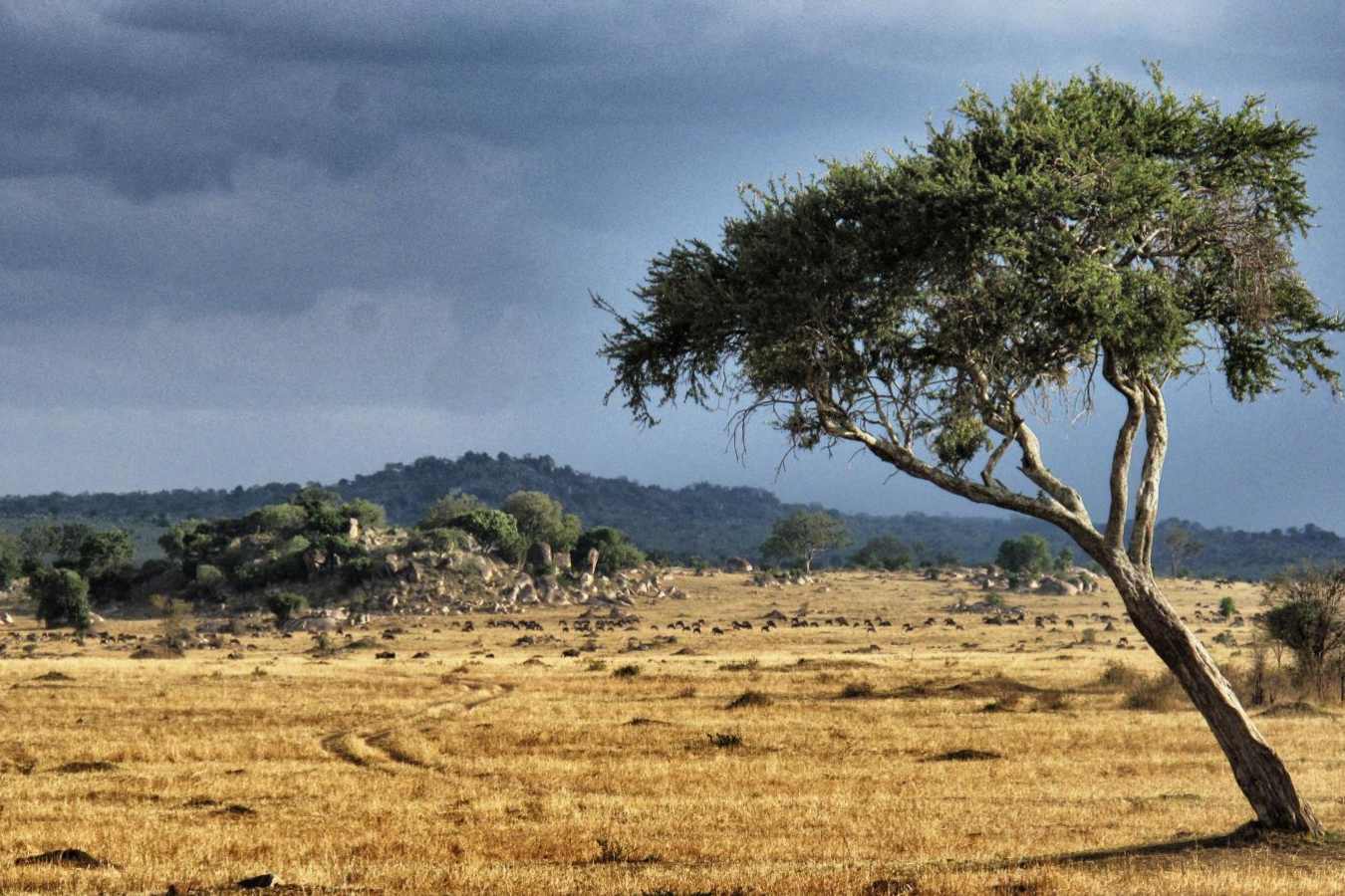Landscape - Serian's Serengeti North Camp