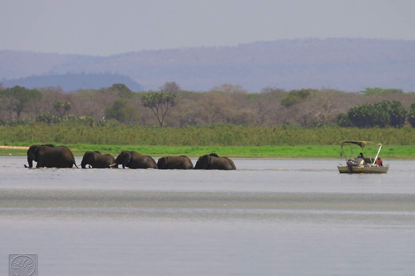 Elephants - Siwandu