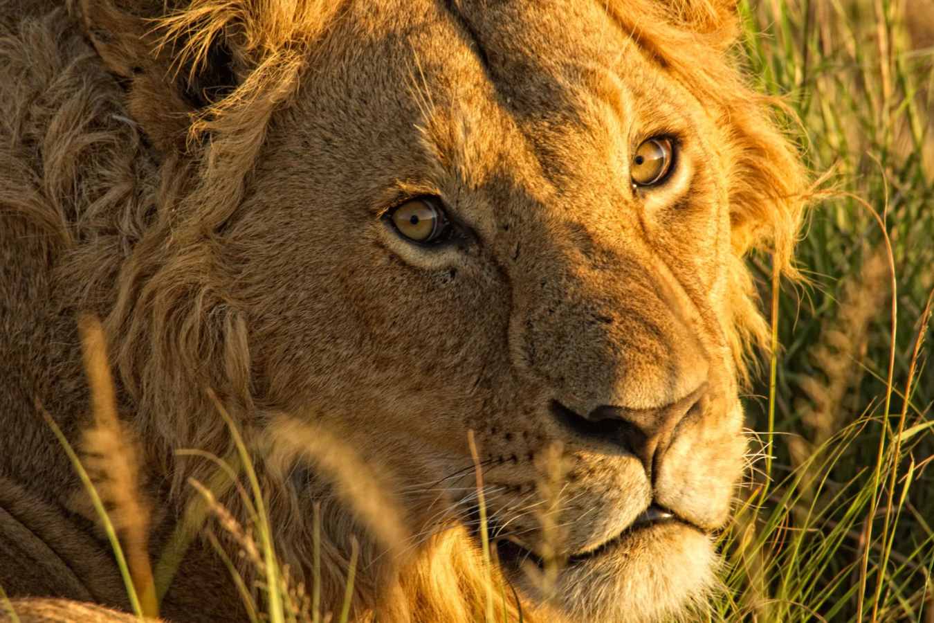 Lion portrait - The Highlands