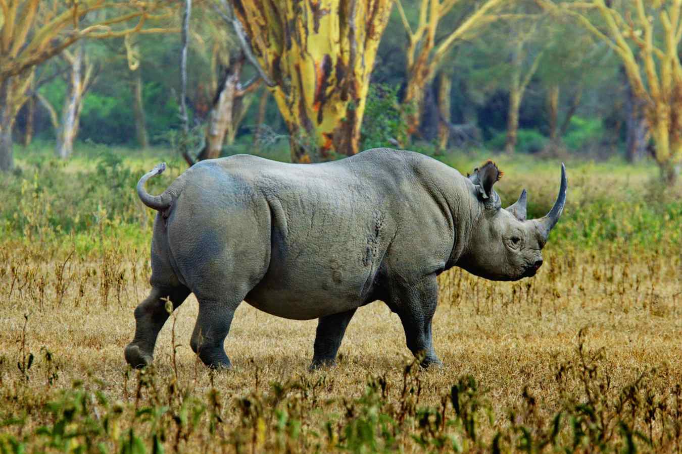 Black rhino - The Highlands