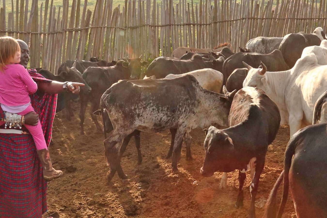 Cattle in boma - The Highlands