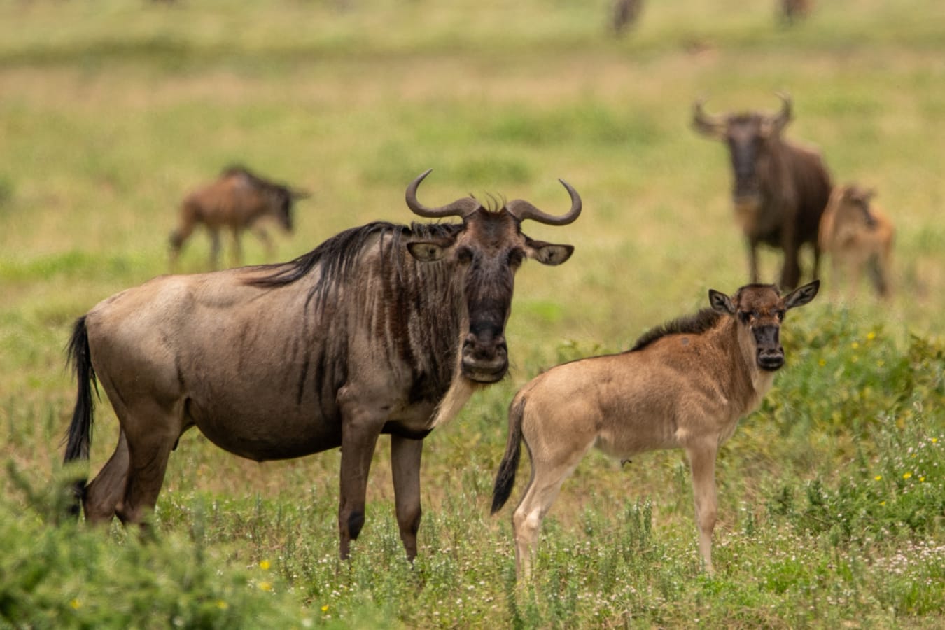 Wildebeest and calf