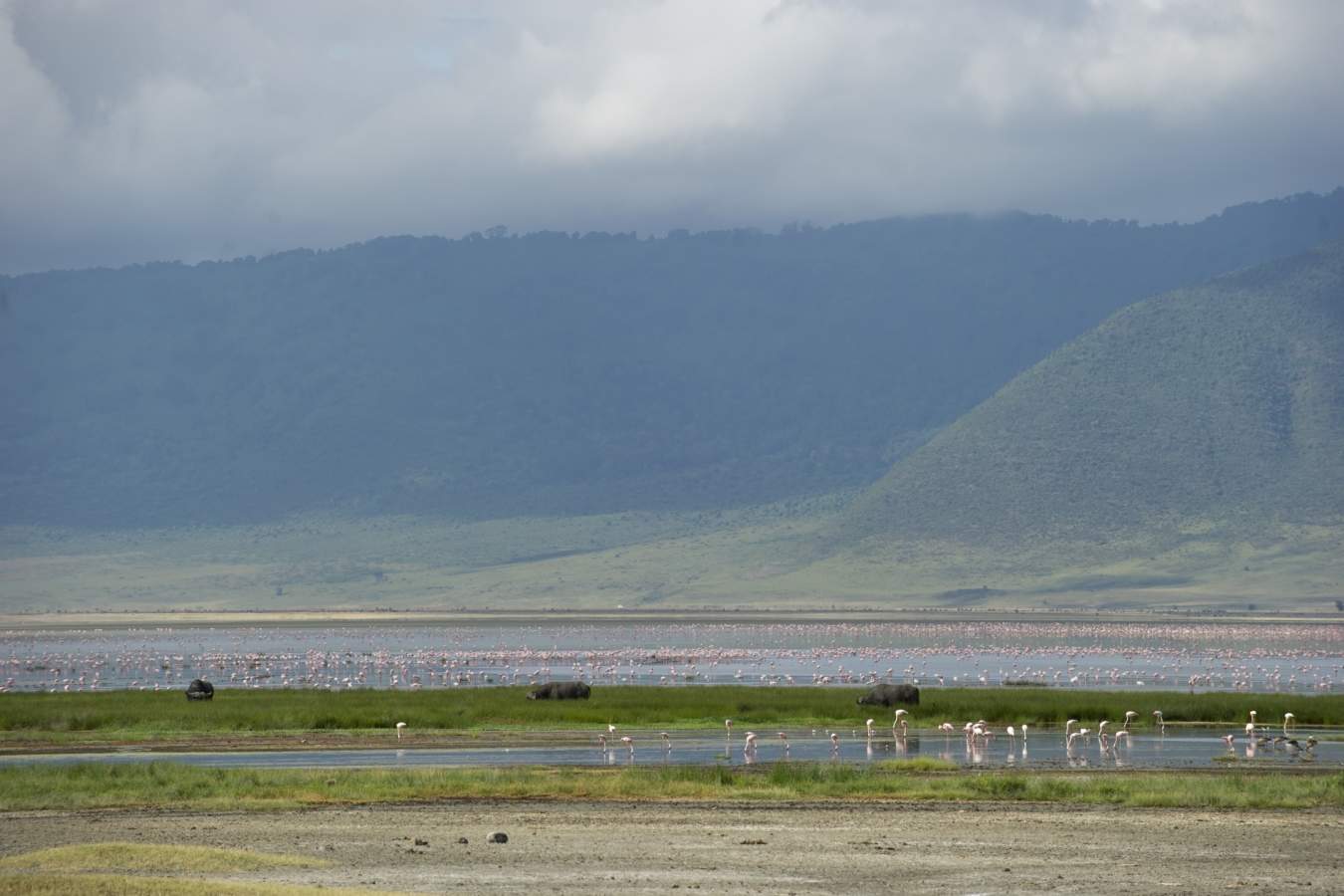 Flamingos, Ngorongoro Crater - Highlights of Northern Tanzania