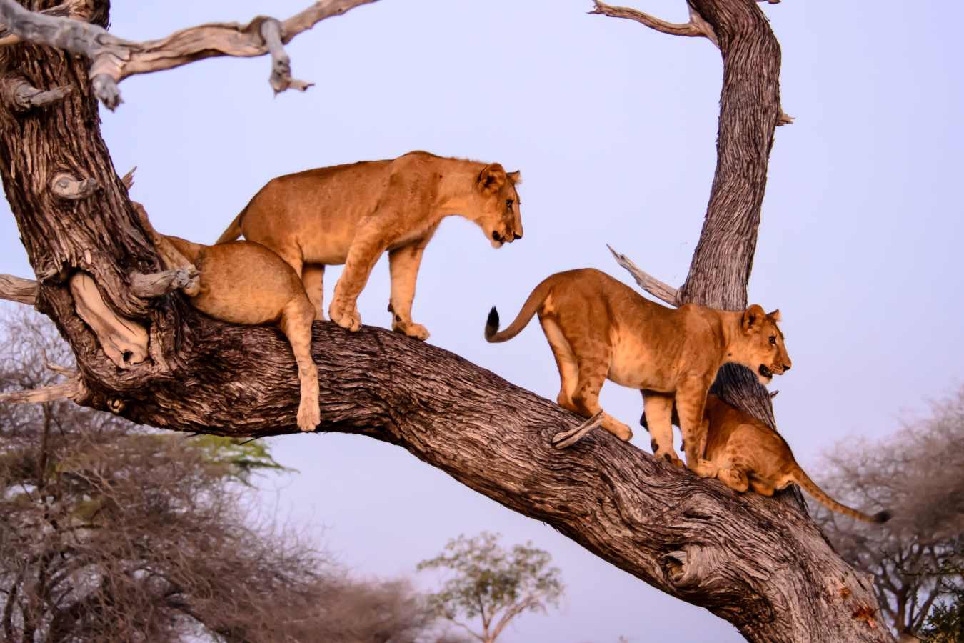 Selous Safari- lion