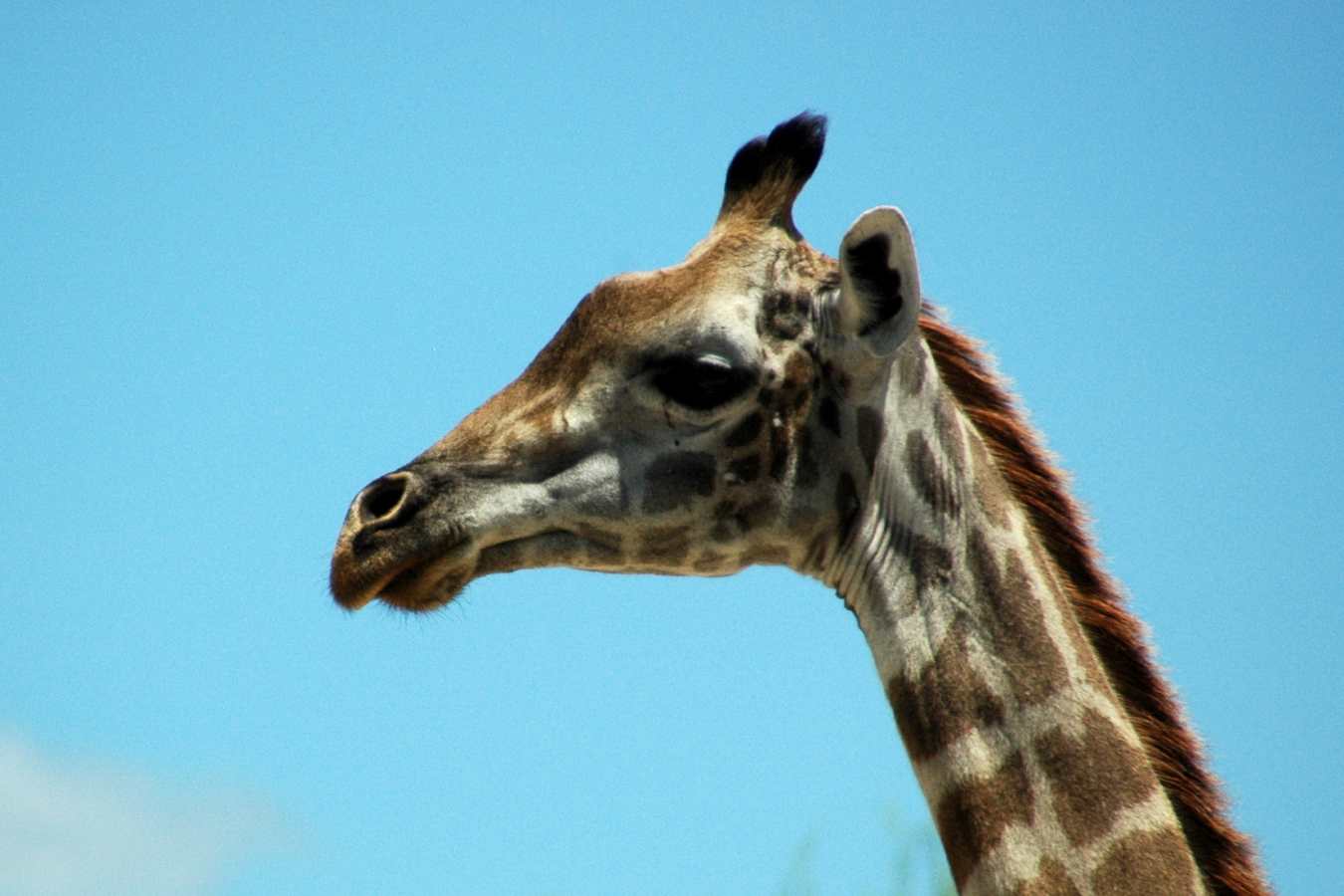 Giraffe
