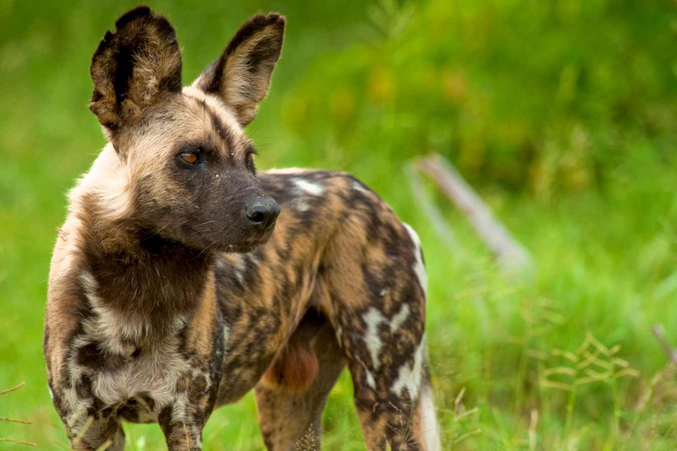 Wild dog on safari