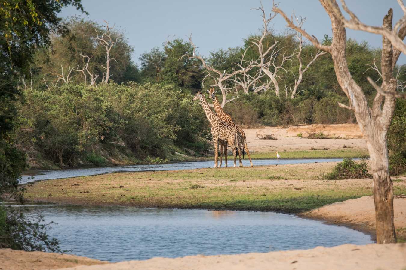 Giraffe in the Selous