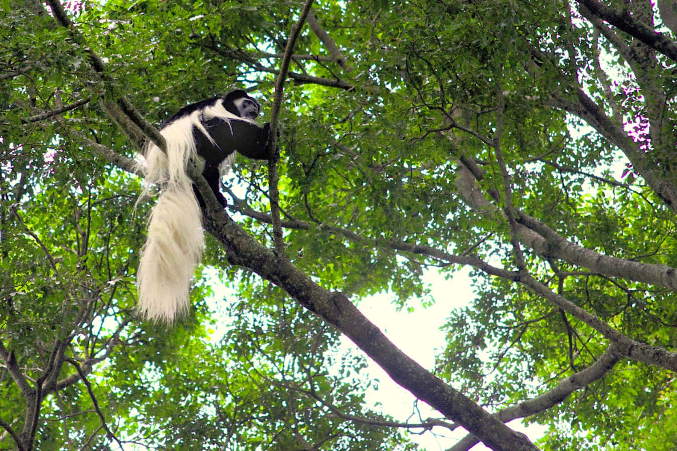 Colobus Monkey at Rubondo island 