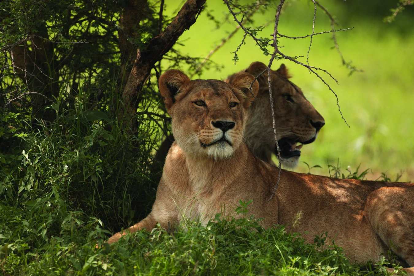 Singita lions