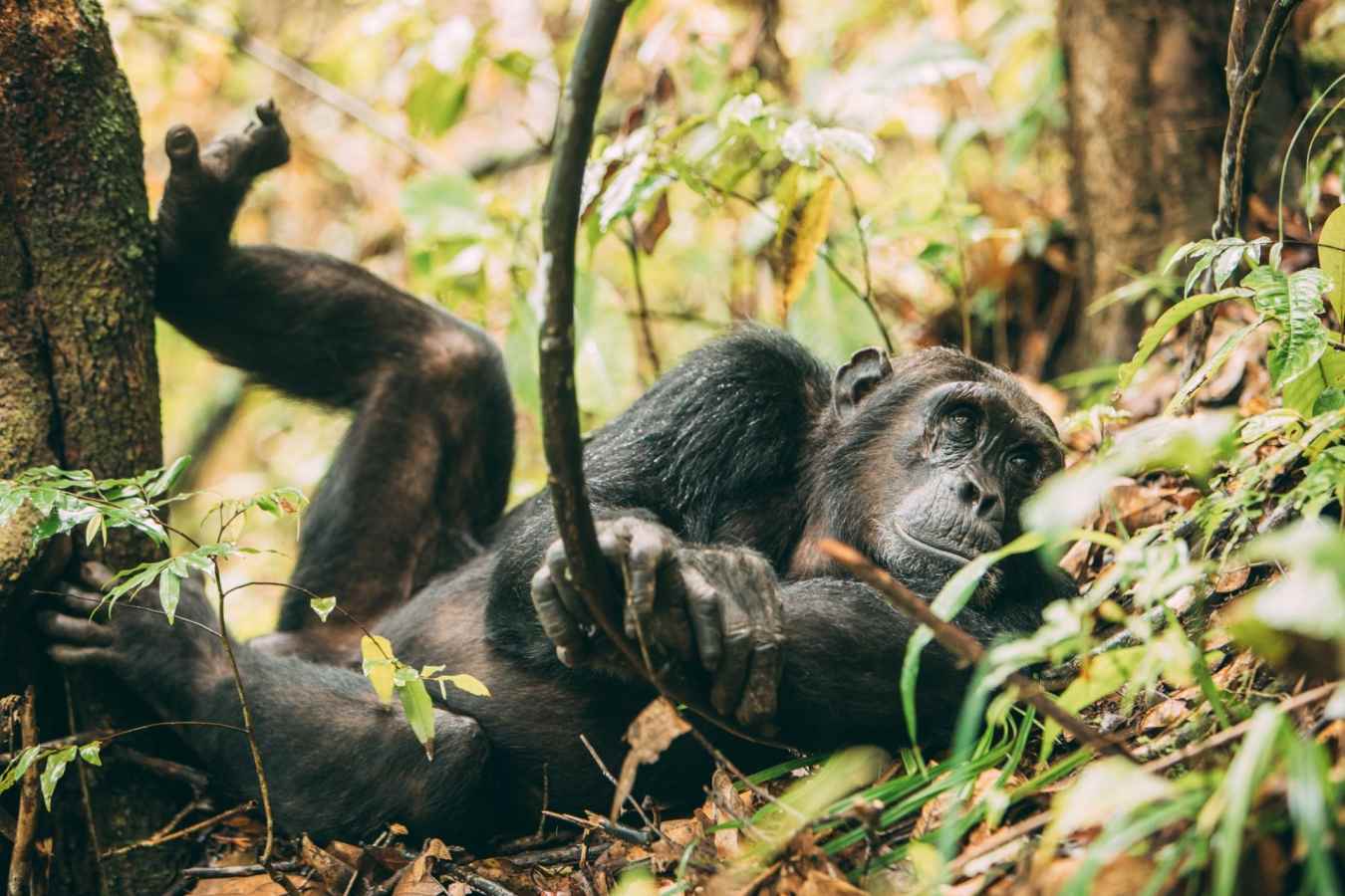 Chimpanzee at Greystoke Mahale