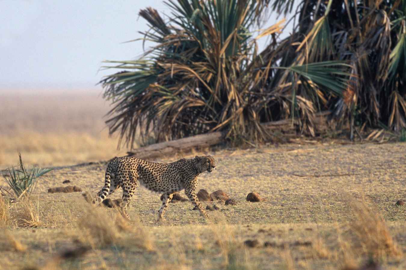 Cheetah at Katavi