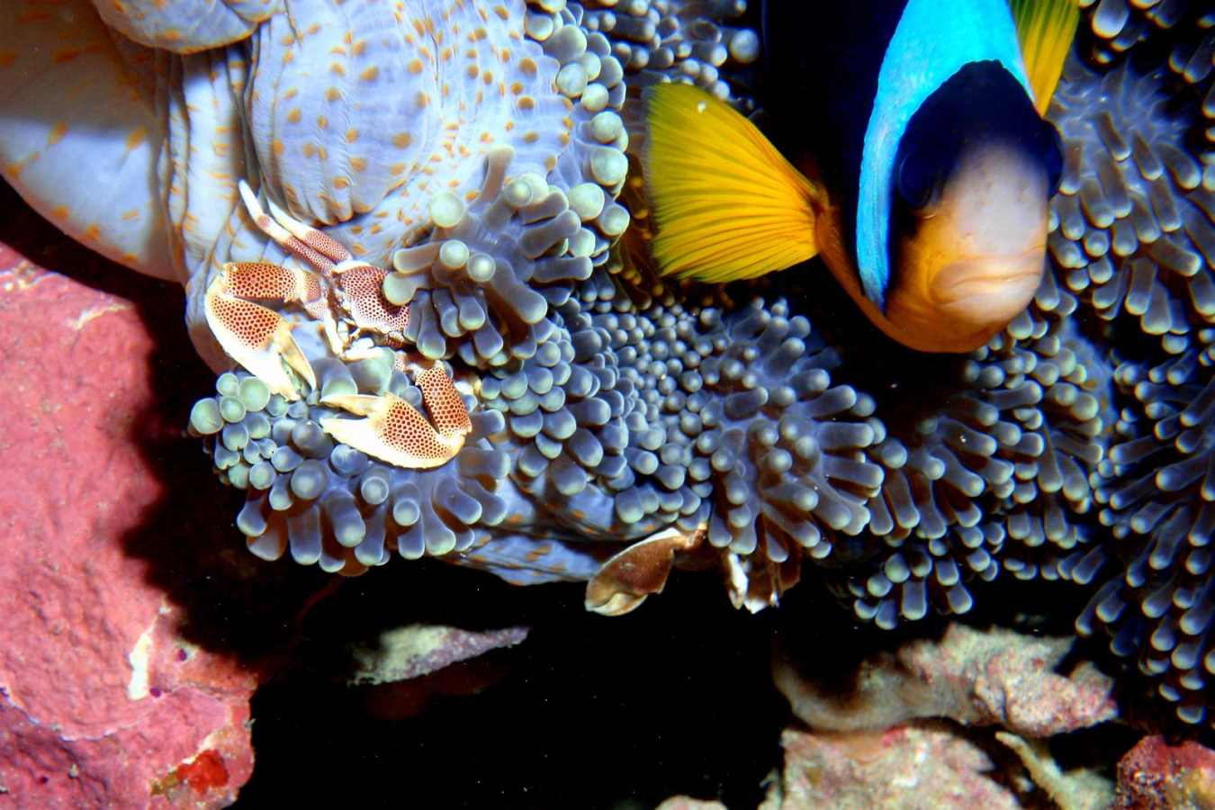 Porcelaine Crab, Fundu Lagoon - Original Tazania