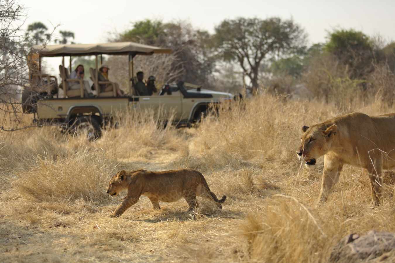 Game drives- lion spotting