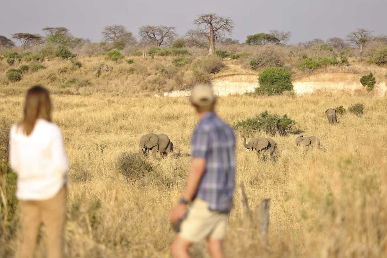 Walking Safari