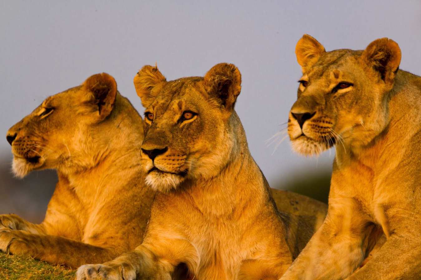 Lionesses - Lakes, Craters and Kopjes