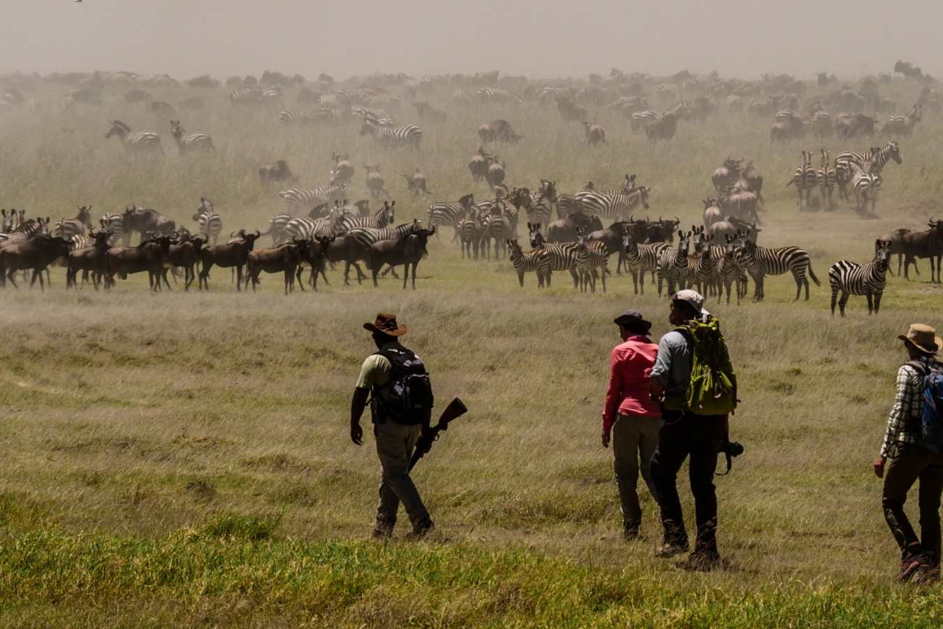 Walking with migration herds