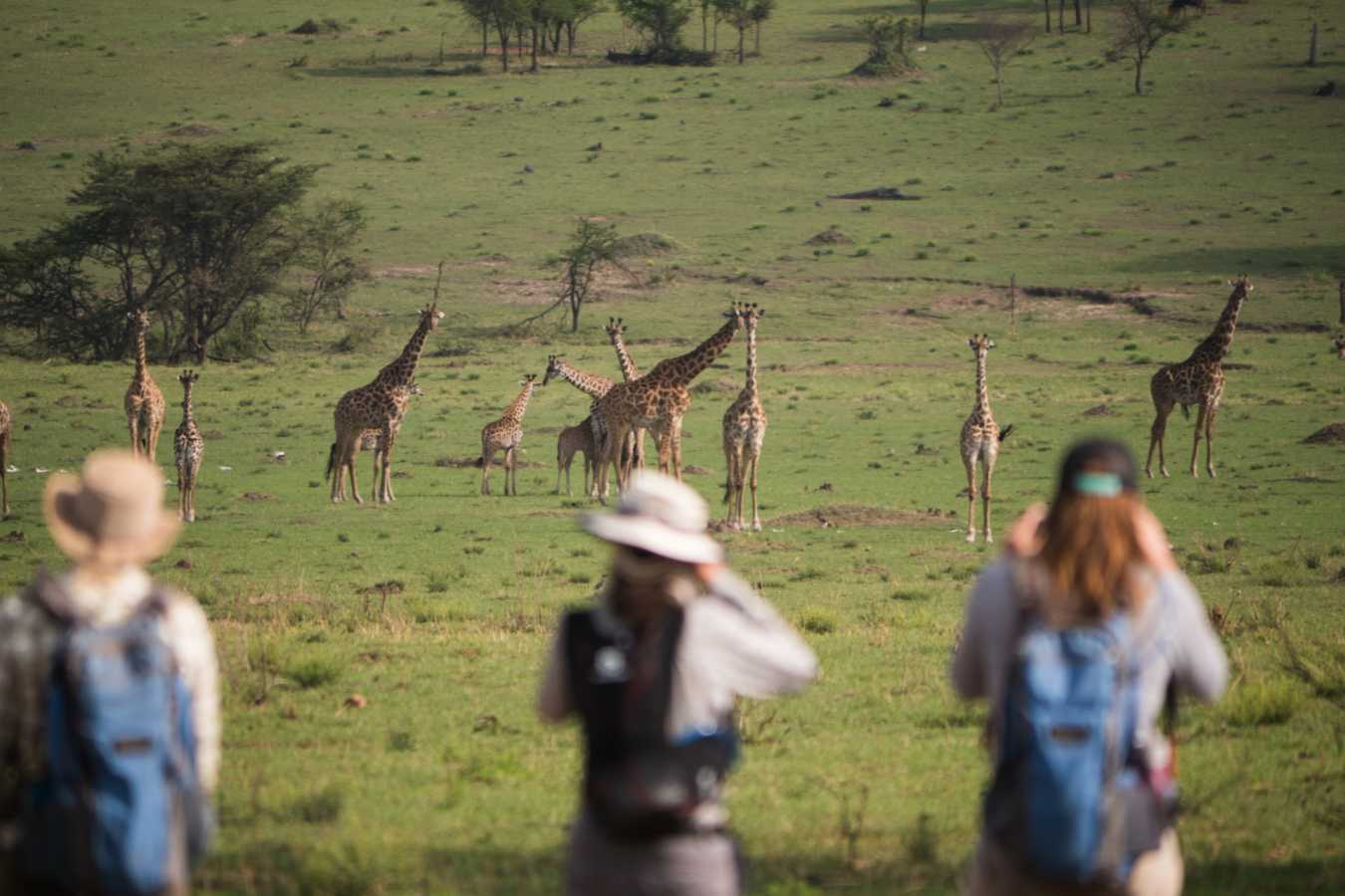 Amimal sightings on foot