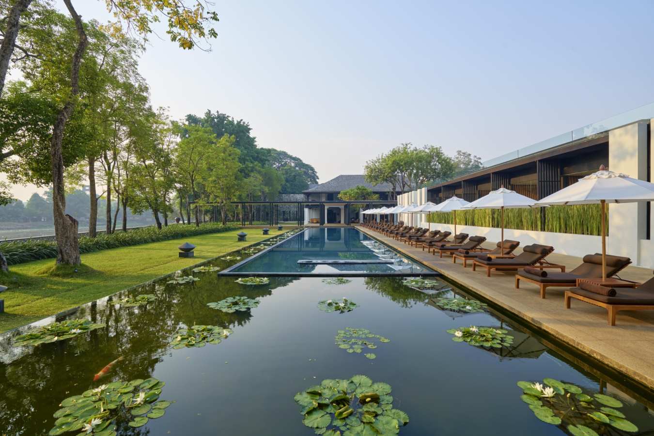 Lotus Pond Pool Anantara Chiang Mai 