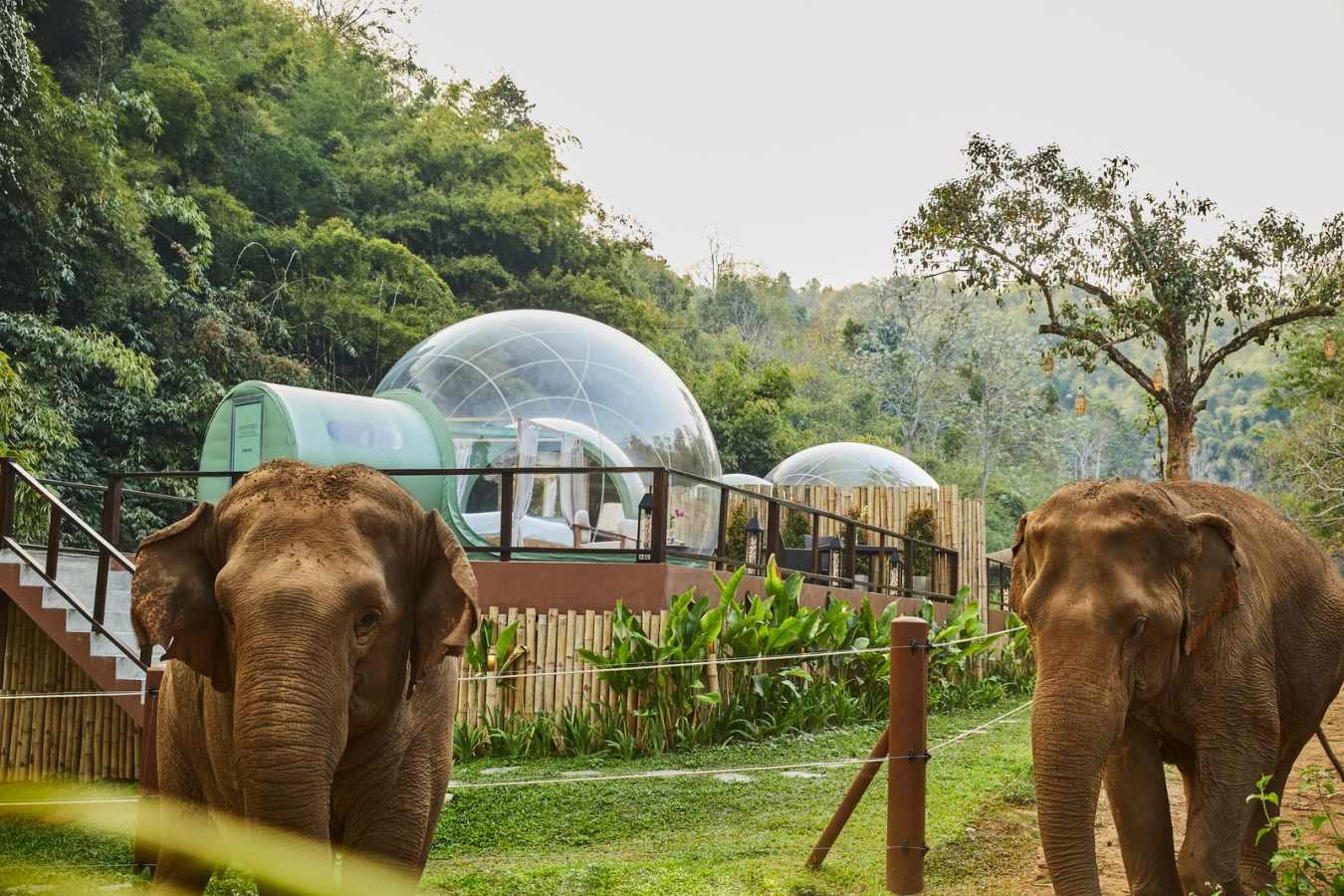 Jungle Bubble and Elephants