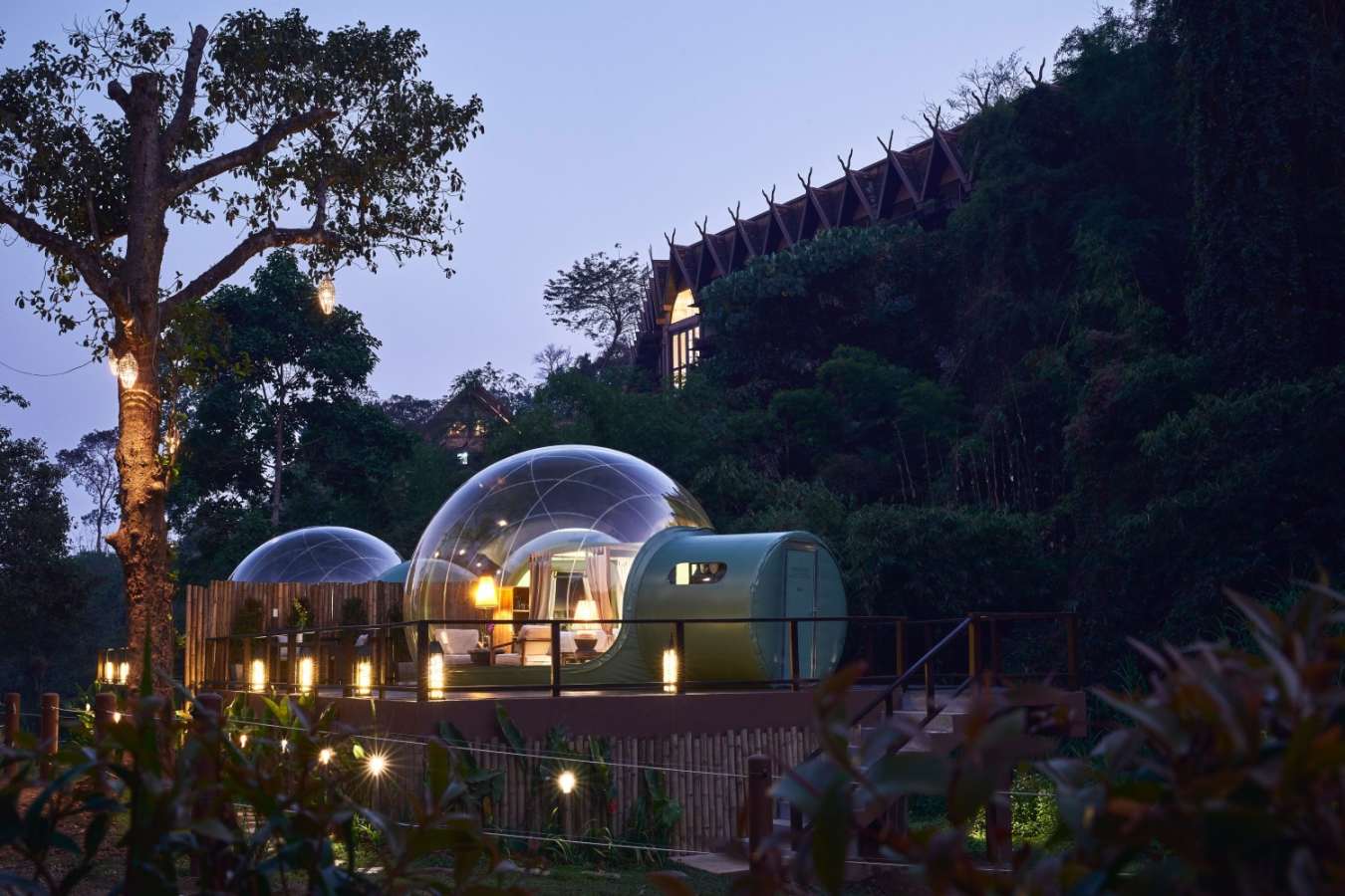 Jungle Bubble at Night