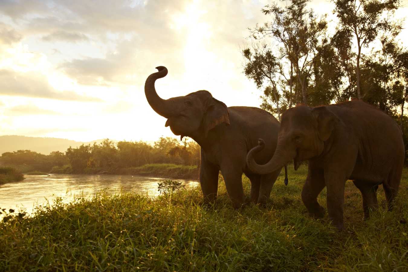 Elephants - Anantara Golden Triangle Elephant Camp & Resort