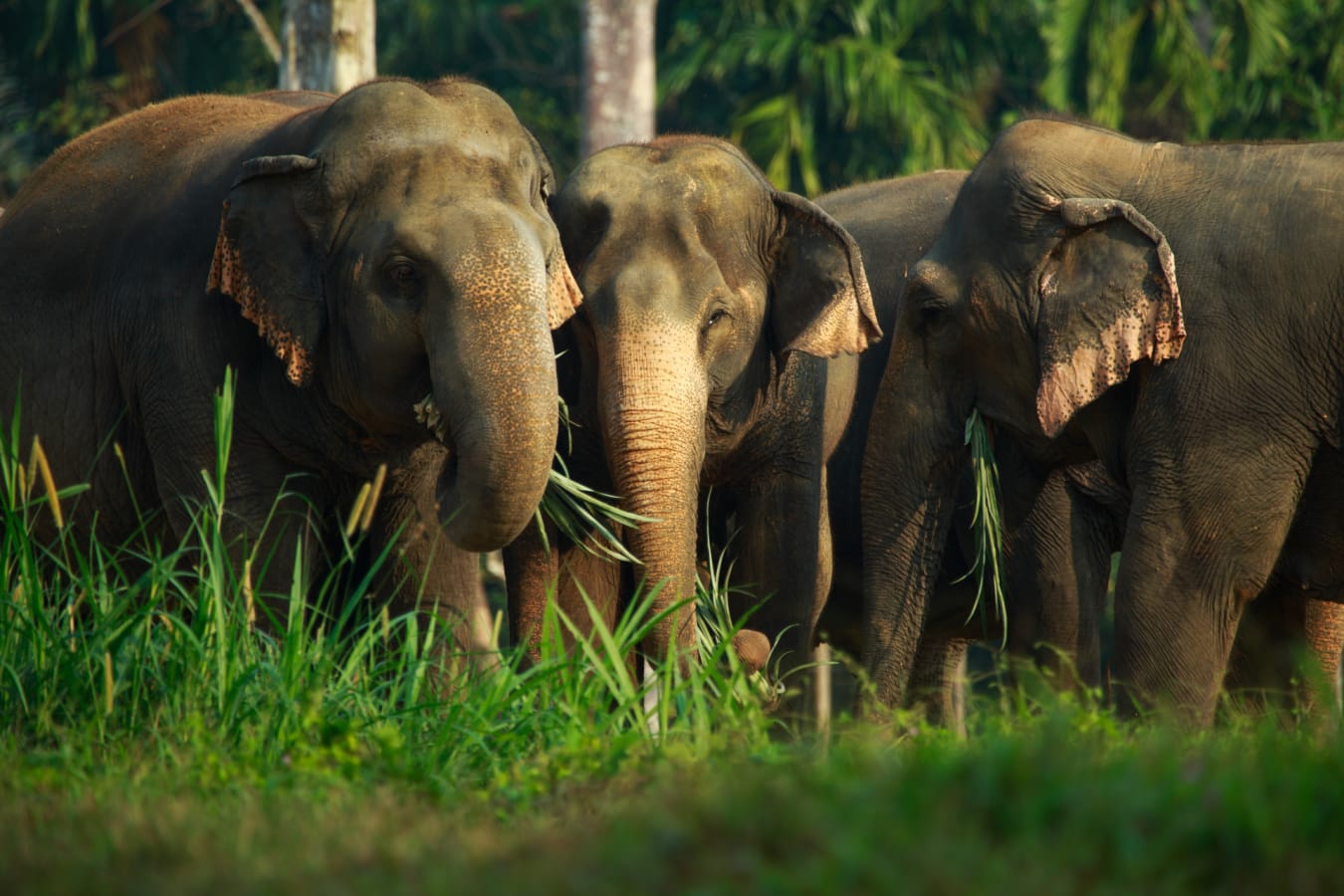 Elephants
