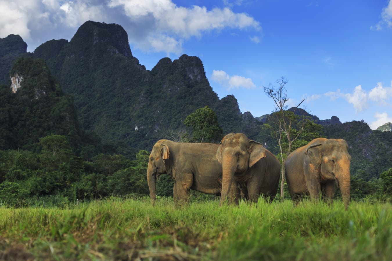 Elephants
