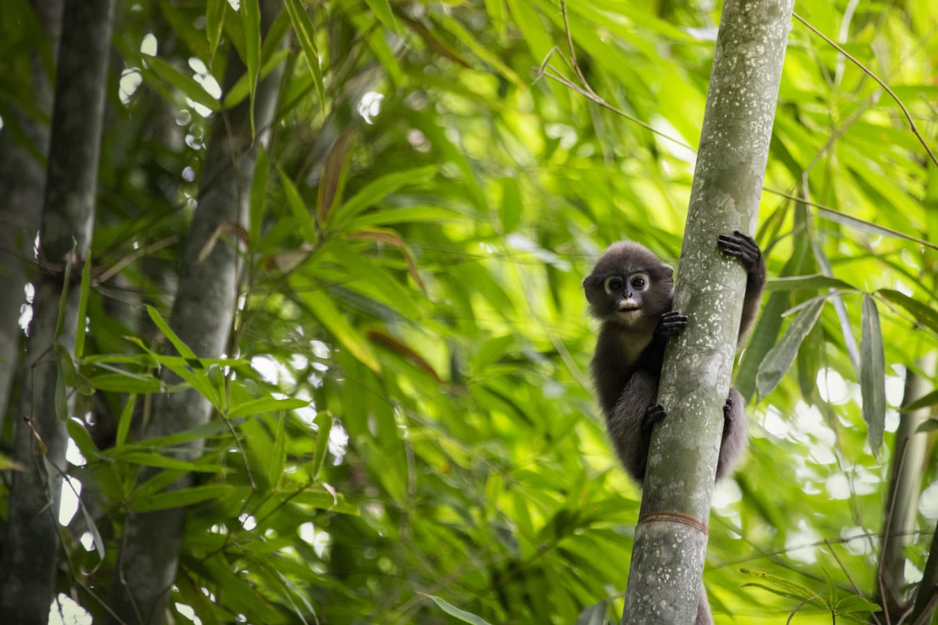 Monkey
