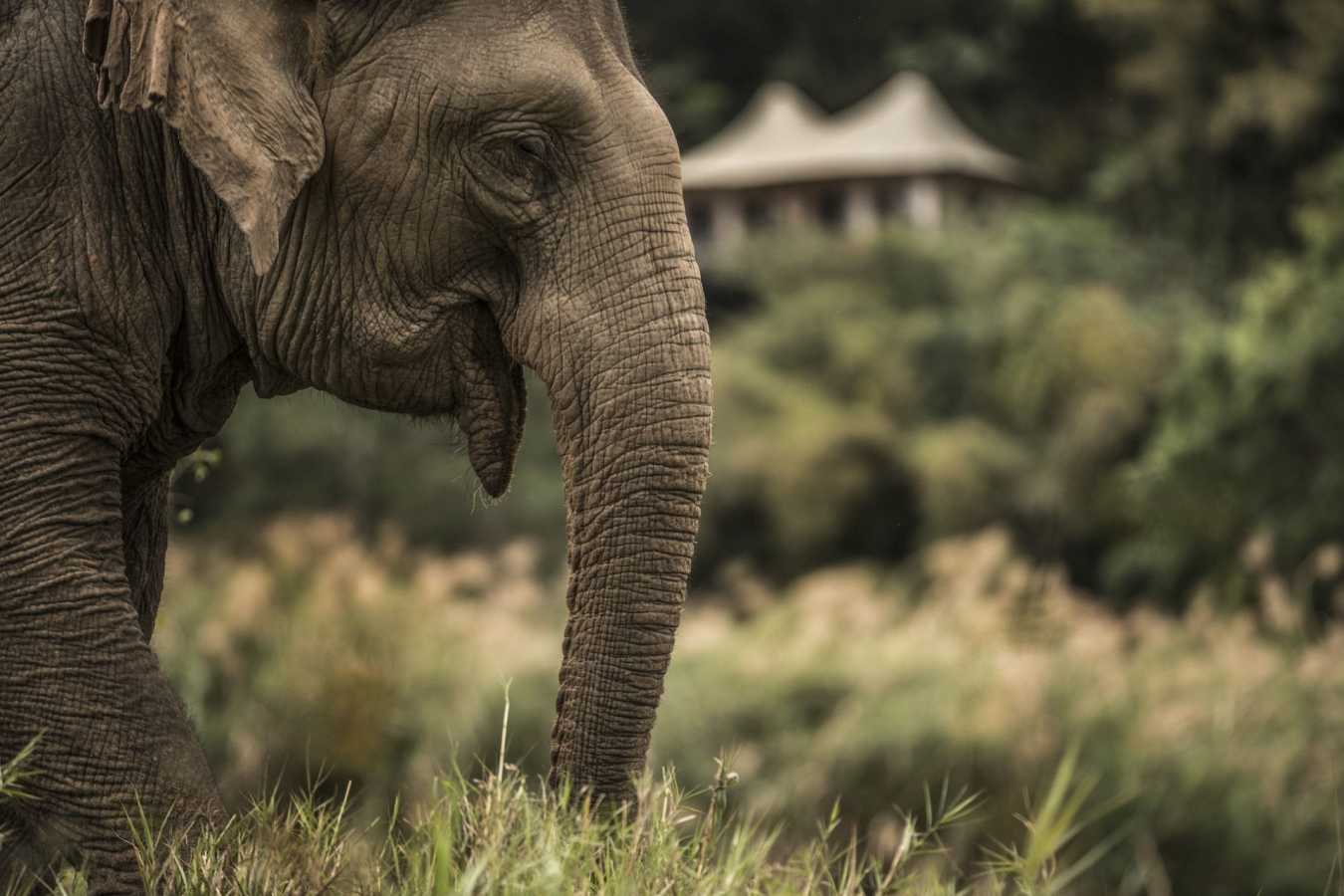 Elephant - Four Seasons Tented Camp Golden Triangle