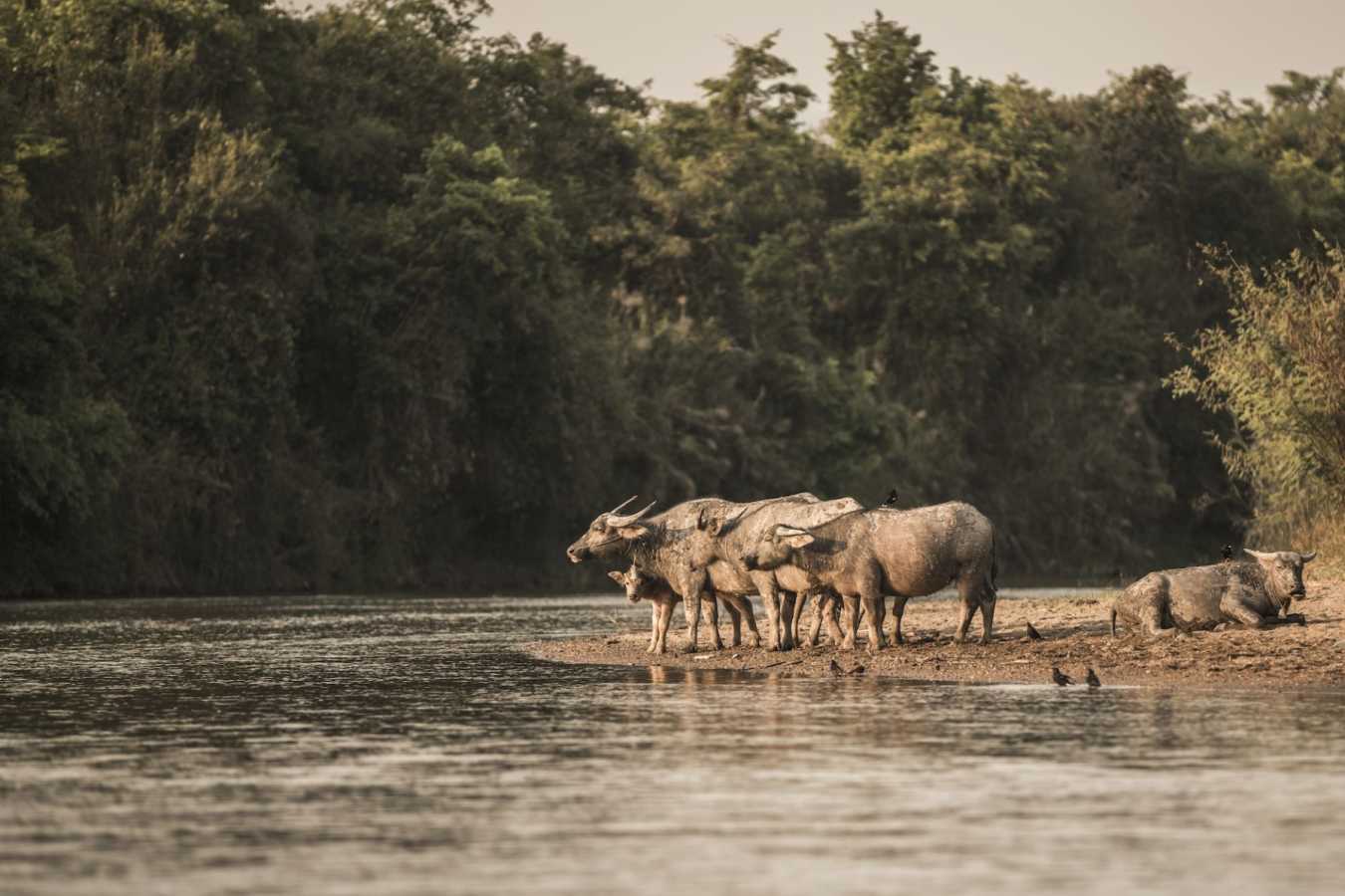 Wildlife - Four Seasons Tented Camp Golden Triangle