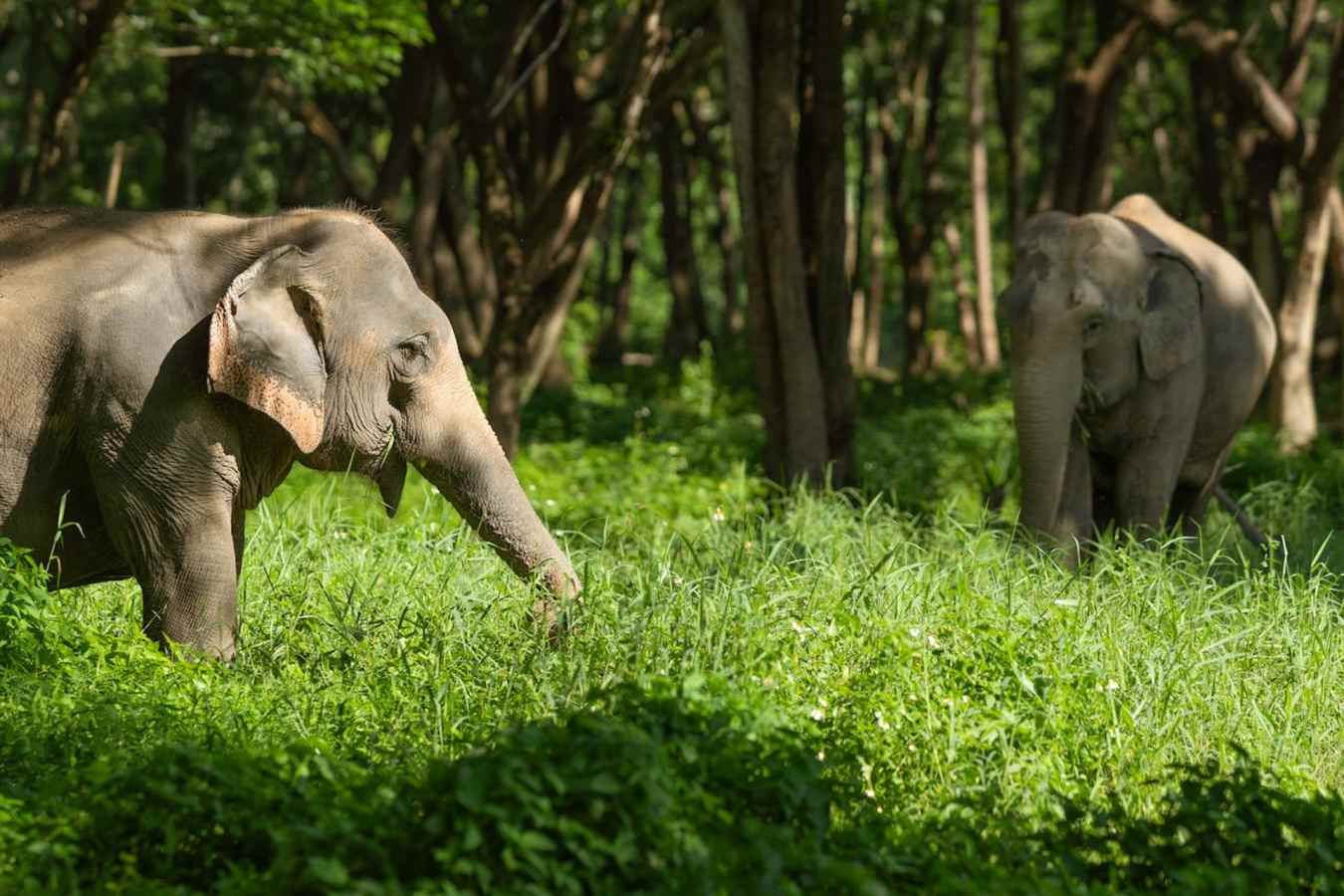 Elephants