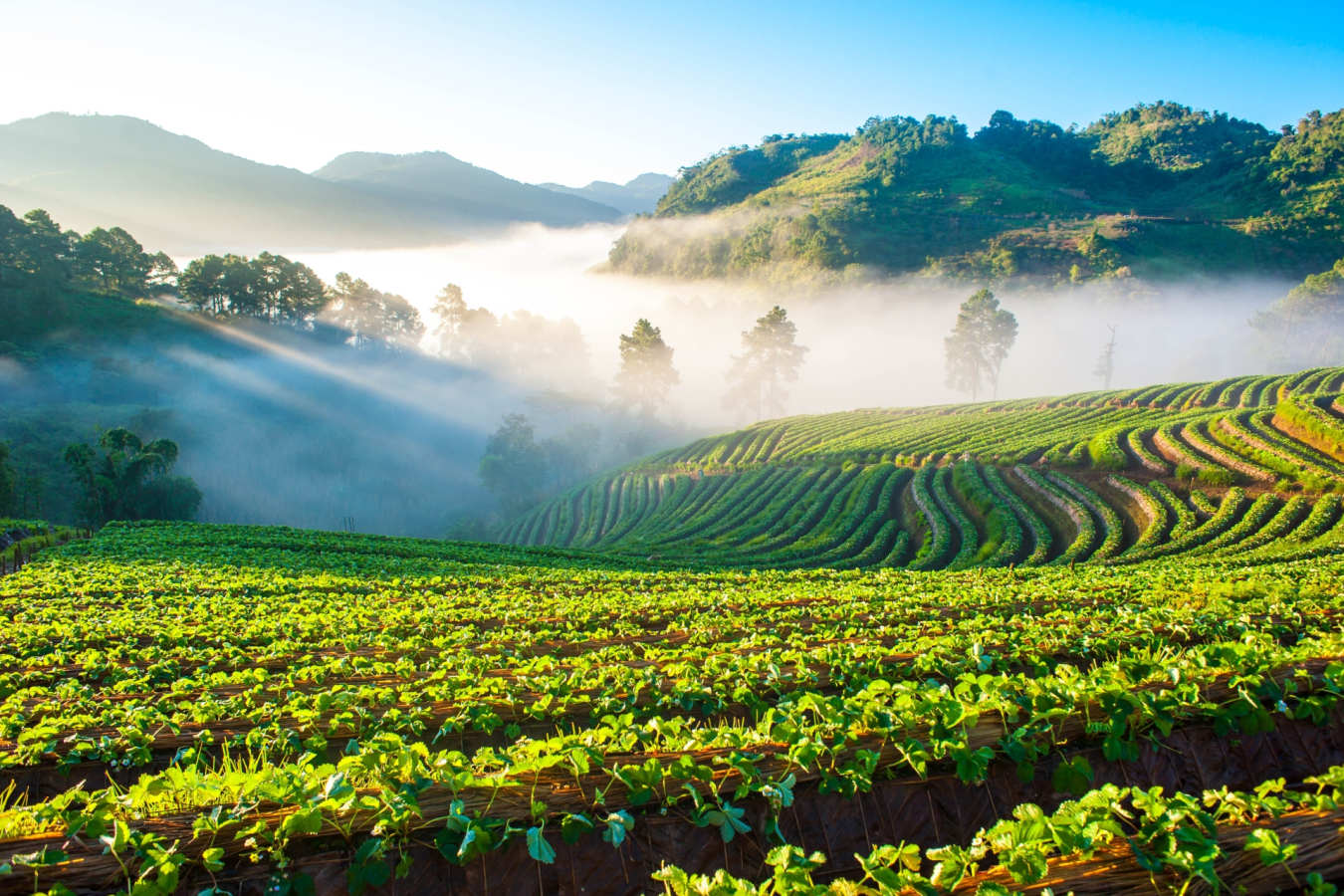 Chiang Mai Fields - Simply Thailand