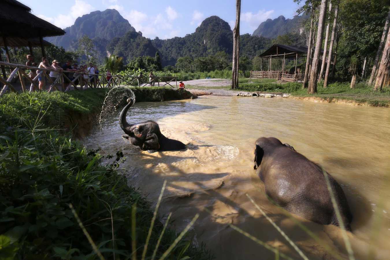 Elephants in Khao Sok
