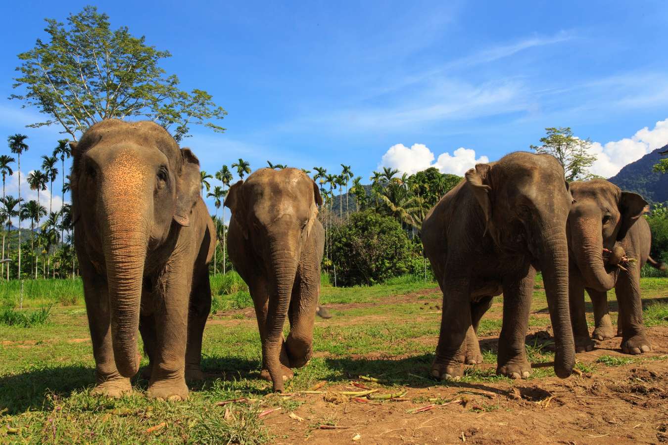 Elephants Thailand 