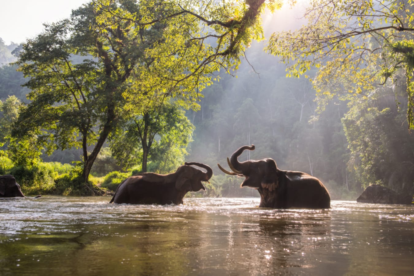 elephants 