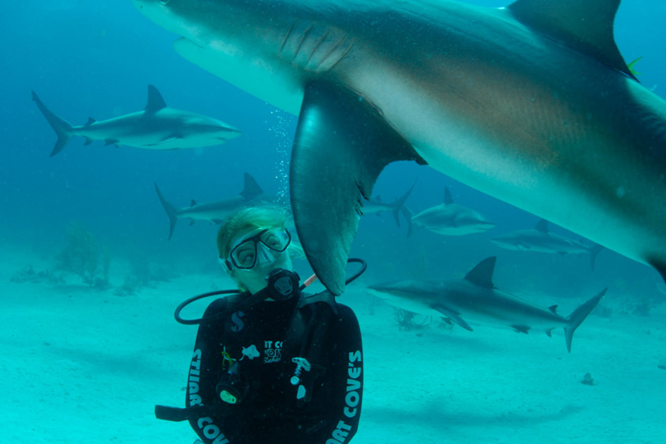 Diving with sharks - Juliet Morris