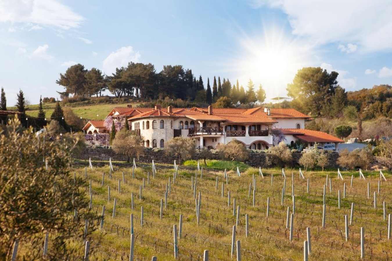 Hotel and vineyard