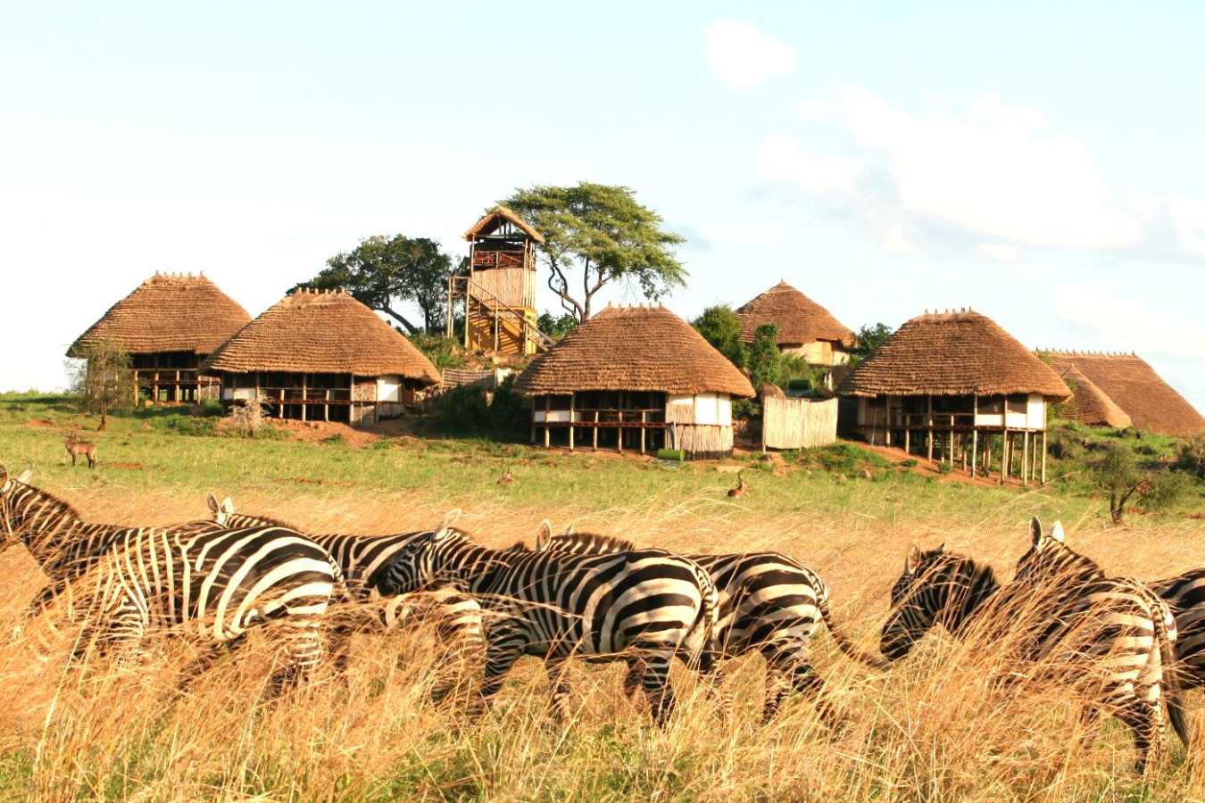 Zebras outside the Lodge - Apoka Lodge