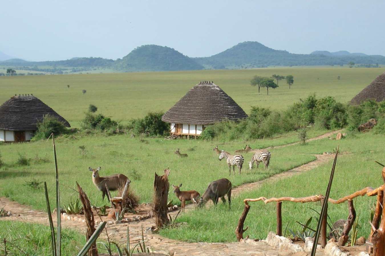 Waterbuck and Zebra around the cottages - Apoka Lodge