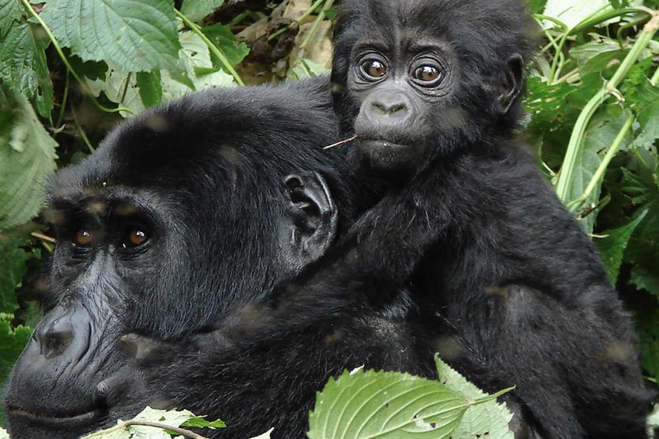 Mother and baby gorilla