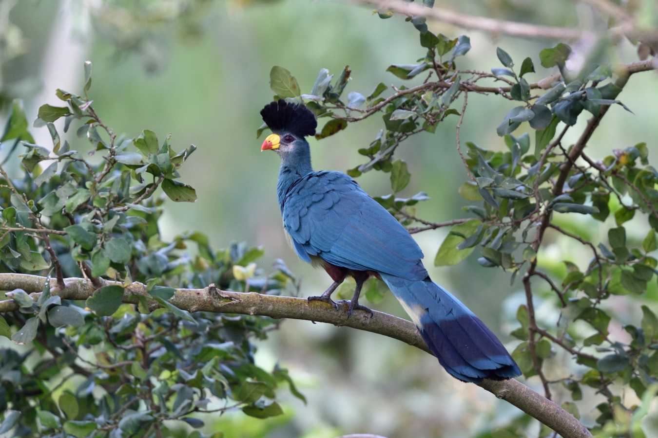 Great blue turaco - Karibu Guest House