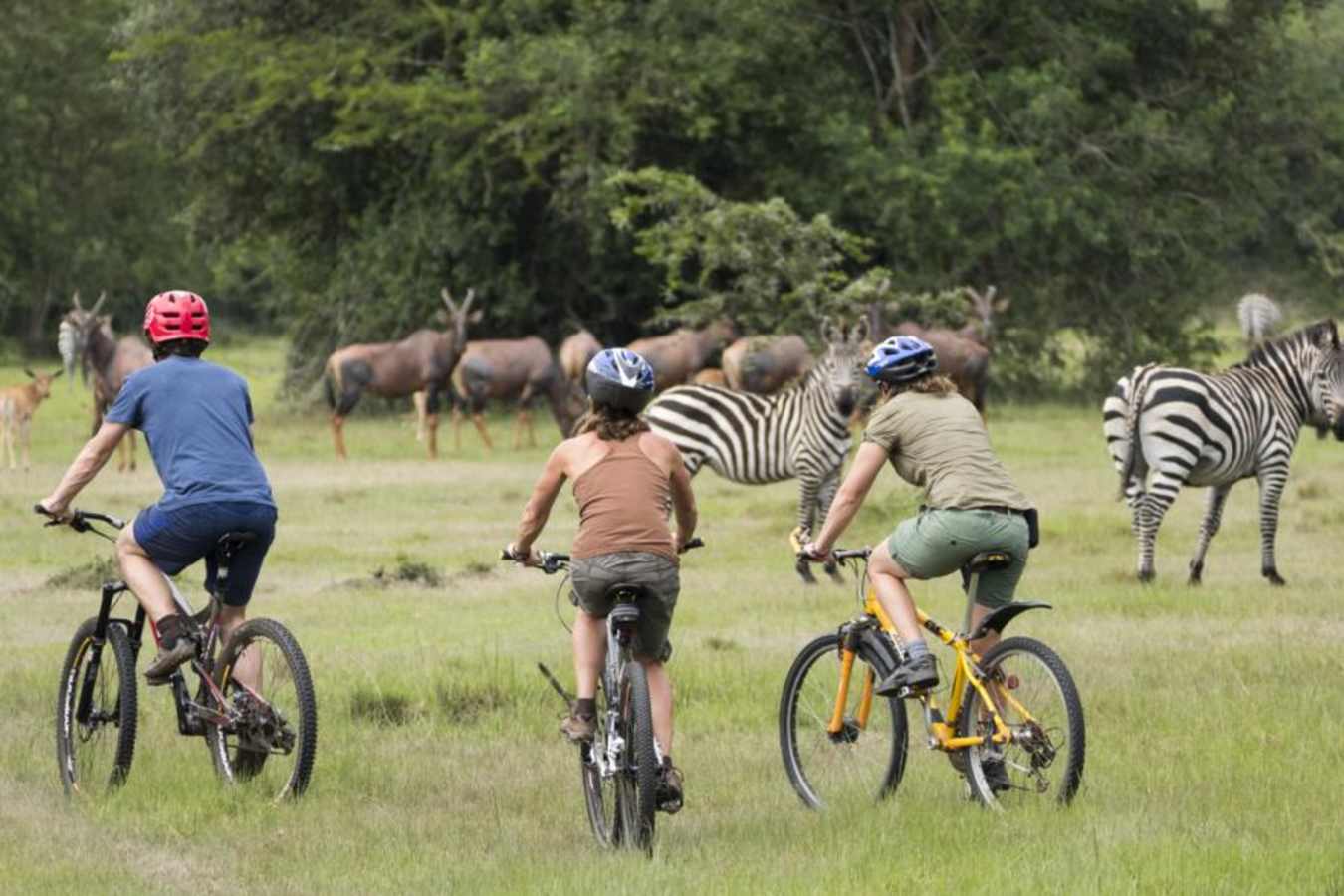 Bikes and Zebra - Mihingo Lodge