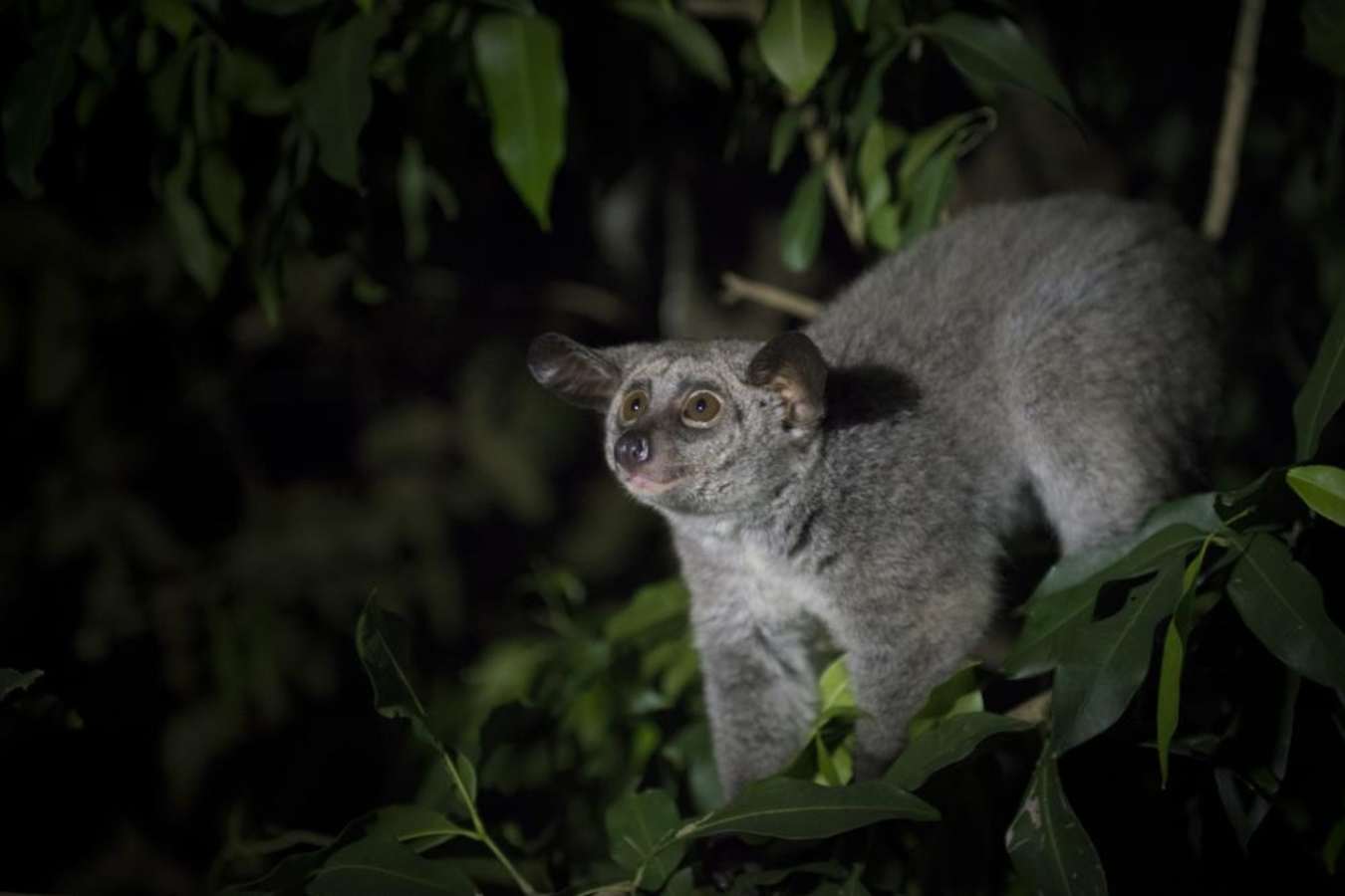 Bushbaby - Mihingo Lodge