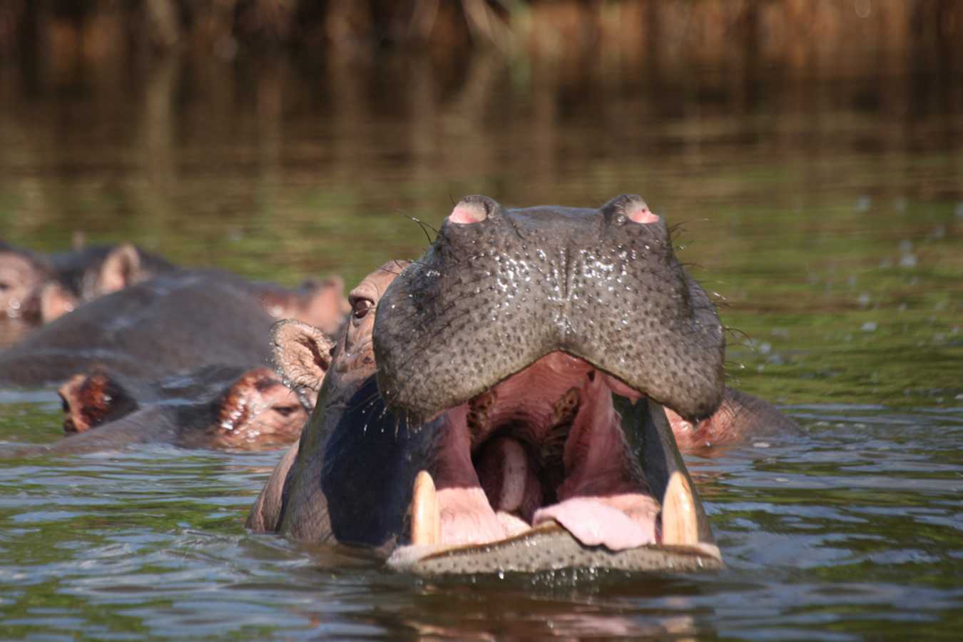 Hippo on Lake Mburu - Mihingo Lodge