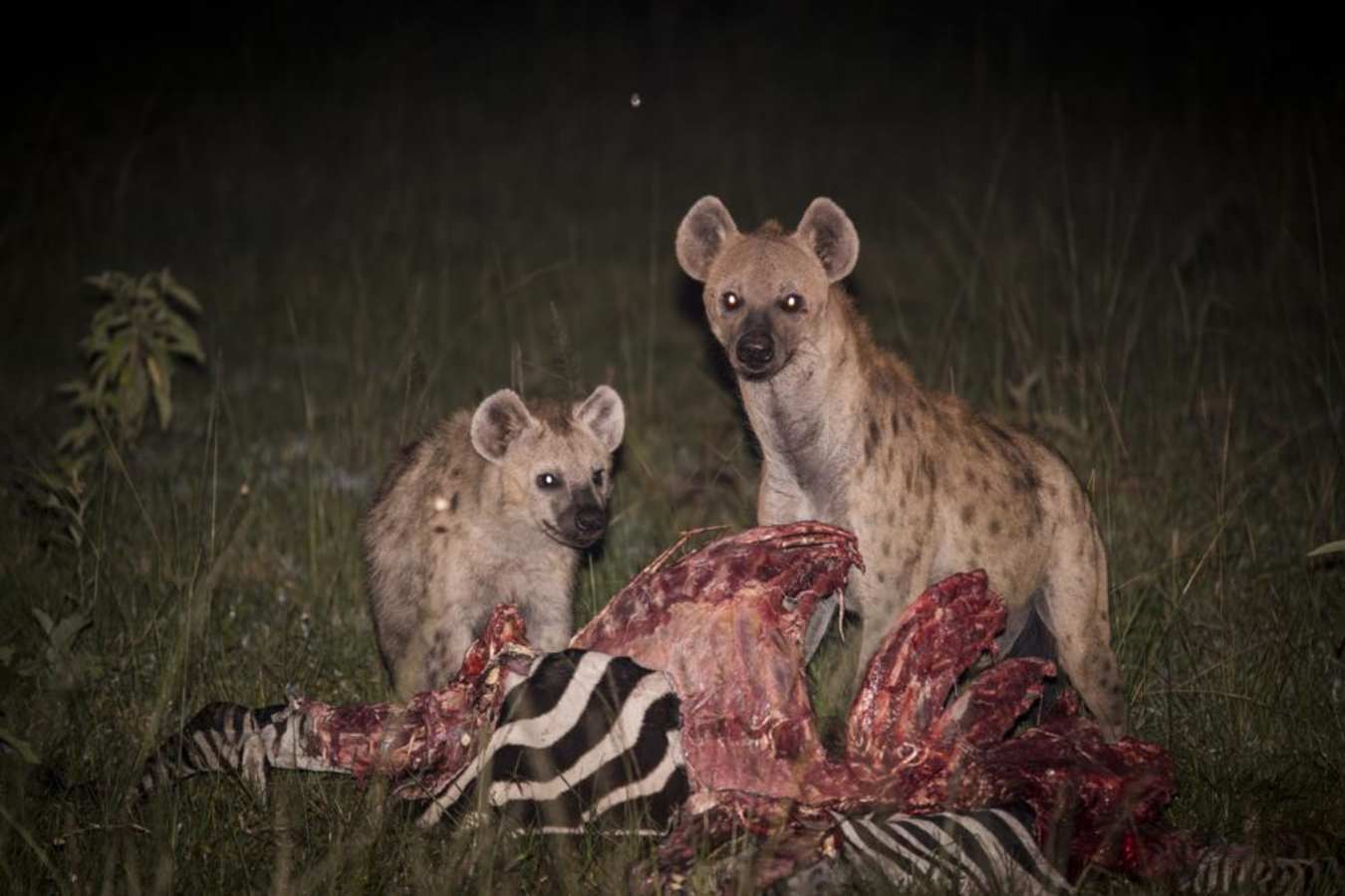 Hyenas - Mihingo Lodge