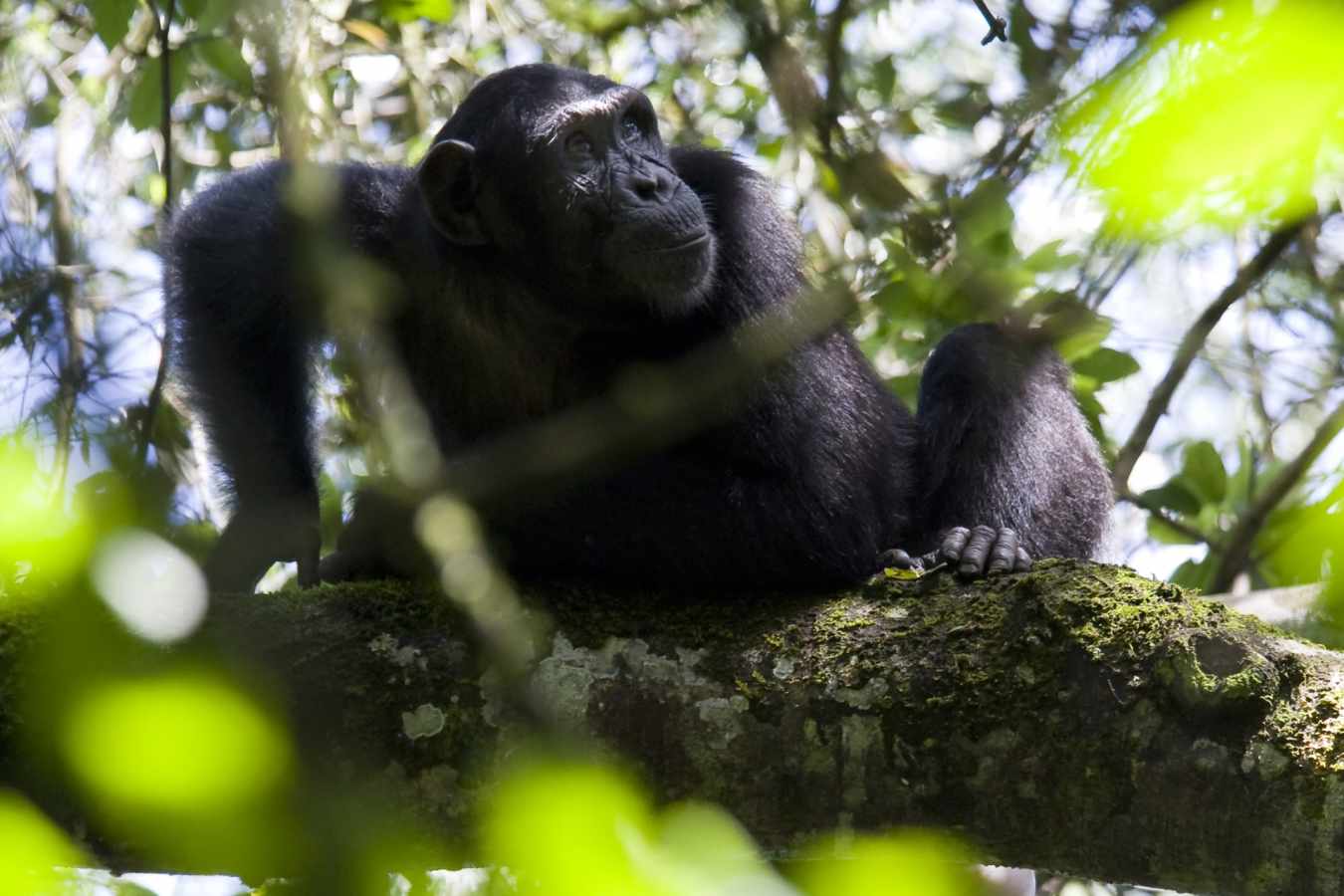 Chimp trekking in Kibale