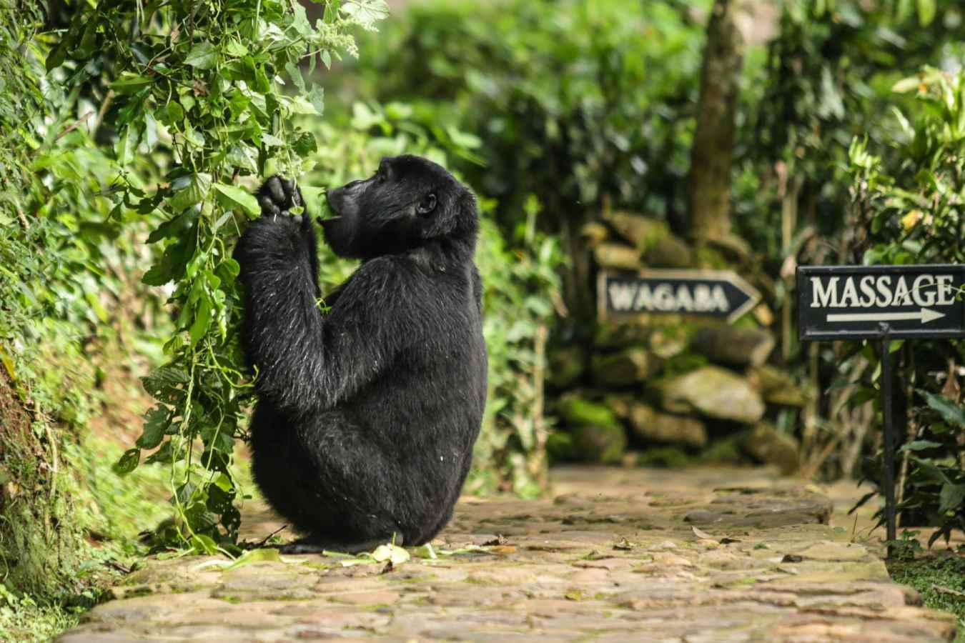 Gorilla at the lodge - Volcanoes Bwindi Lodge