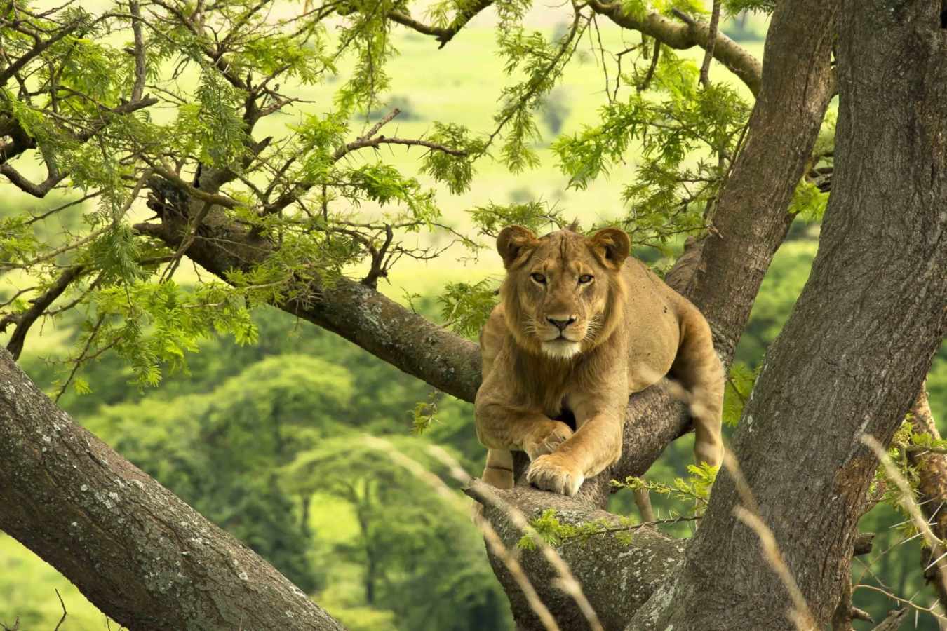 Lion  - The Wonders of Western Uganda