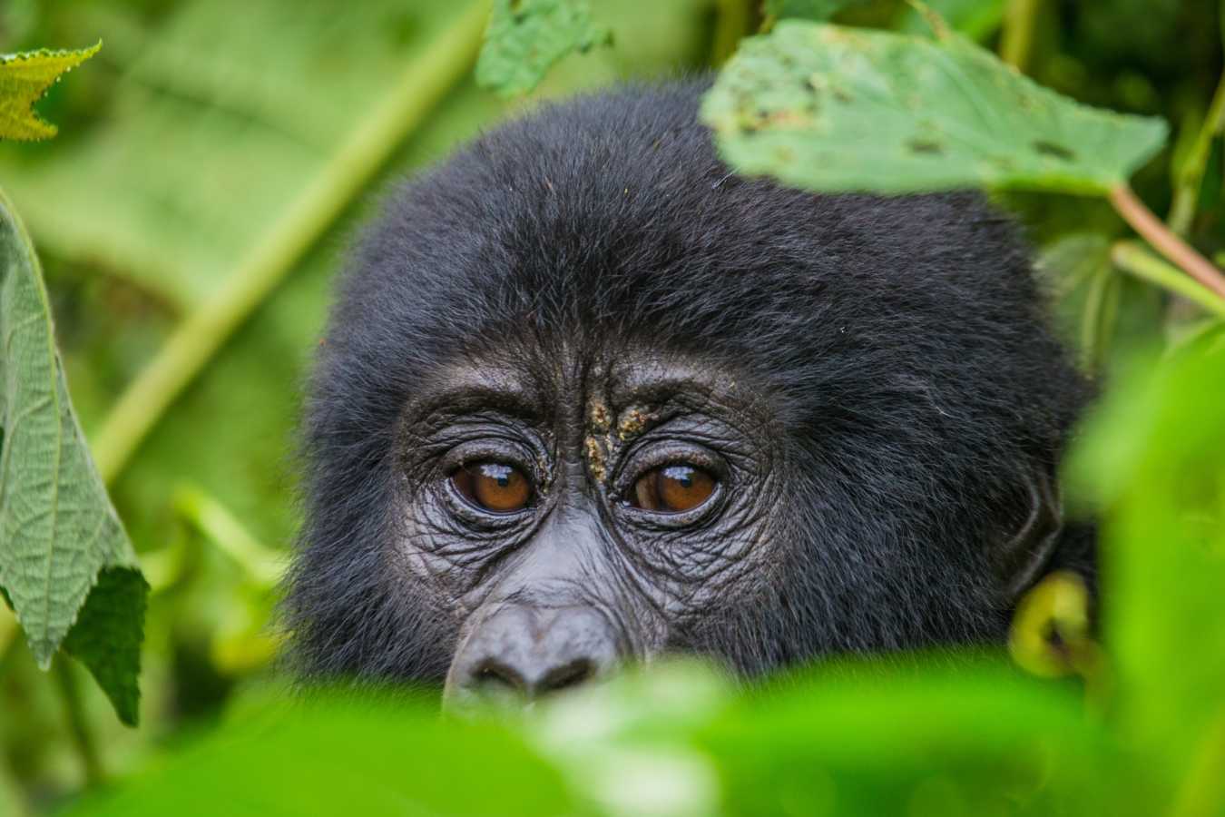 Gorilla  - The Wonders of Western Uganda